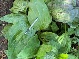 Image result for Coleus shirensis