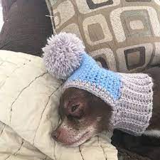 Funny Dog Hat Cozy Crochet Dog Hat Warm Knitted Dog Hat Puppy Etsy Crochet Dog Hat Crochet Dog Dog Snood