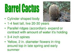 It is also called a rainbow hedgehog or arizona rainbow cactus. Cacti Of The Mojave Merrill Rudd Ppt Download