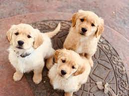 Good dog thoroughly vets every breeder to ensure they use responsible breeding practices for golden retrievers. Golden Retriever Puppies Of Colorado Home Facebook