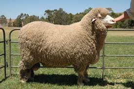 North Ashrose Merino And Poll Merino Sheep Stud Error404 Merino Sheep Sheep Sheep Breeds