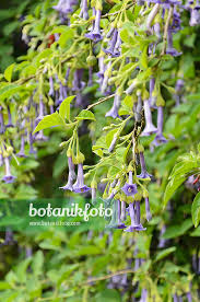 Image result for Iochroma