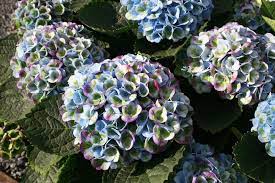 Hydrangea Everlasting Revolution Plus The 3 Different Pruning Methods For Hydrangea Beautiful Flowers Hydrangea Flower Plants