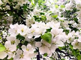 Flowering trees that grow in illinois. Berwyn Illinois On Twitter Rt Berwynparkdist Our Flowering Trees Look Beautiful In Sunshine And Rain Berwyn Berwynparks Https T Co Sskscq0j9v