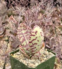 Image result for Kalanchoe humilis