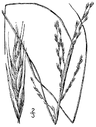 Image result for Leptochloa fusca