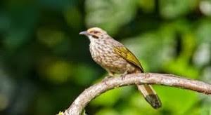 Check spelling or type a new query. Mengenal Burung Cucak Rowo Asal Kalimantan