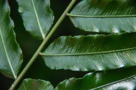 Image result for Lomariopsis warneckei