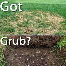 Pin On Garden Pest 101