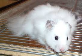 Black And White Syrian Hamster For Sale Syrian Hamster Syrian Hamster Hamster Pet Rodents