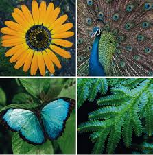 However, the time can vary greatly between species, and females tend to live longer than males. A Flower S Nano Powers Physics World