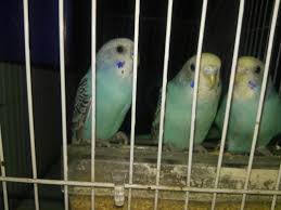 Budgie Colour Types Varieties And Types Budgie Guide
