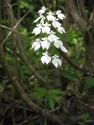 Image result for Habenaria silvatica