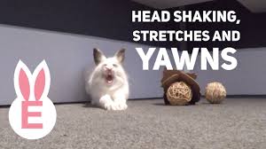 For instance:rabbits are animals that are easily frightened or provoked. Head Shaking Stretches And Yawns Youtube