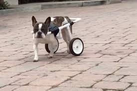 About press copyright contact us creators advertise developers terms privacy policy & safety how youtube works test new features press copyright contact us creators. Diy Dog Wheelchair Steps To Build At Home Why Fido Might Need One