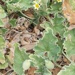 Image result for Cucumis sacleuxii