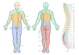 What Are Myotomes Brace Access