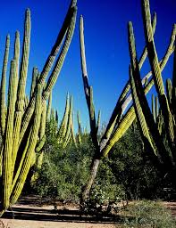 Image result for Anthephora pungens