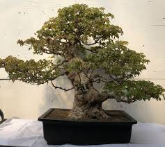 Thanks to their small size, they fit into any space without being obtrusive. Trident Maple Bonsai Tree Acer Buergerianum