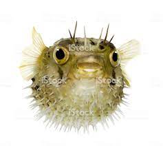 lange wirbelsaule porcupinefish diodon holocanthus fotos kaufen fotos bilder