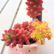 The list of succulent plants is so diverse, at least one species exists in over 25 plant families. 18 Popular Flowering Succulents With Pictures Succulent Plant Care