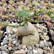 Image result for Kedrostis nana