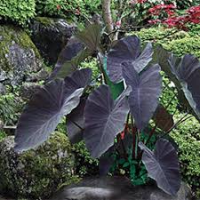 Black elephant ears, alocasia black magic, black. Colocasia Esculenta Black Magic K Van Bourgondien