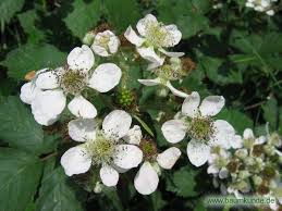 Blütenstände sind nur an den spitzen der seitentriebe auf den älteren ranken. Brombeere Rubus Fruticosus Bluten Bestimmen Brombeere