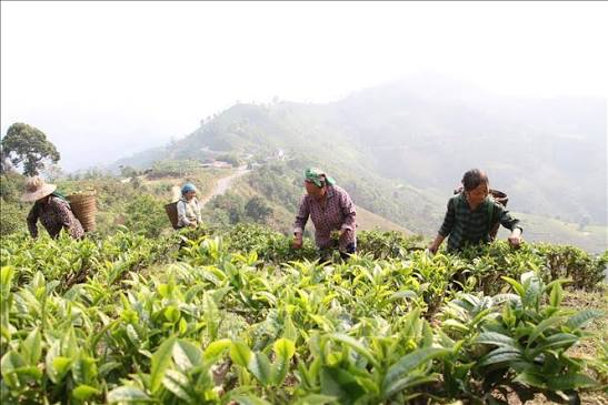 Dịch vụ hỏa tốc đặc sản chè Shan Tuyết