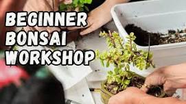 Beginner Bonsai Workshops