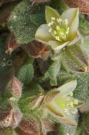 Image result for Glinus lotoides