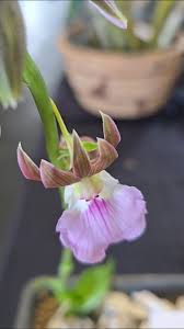 Image result for Eulophia guineensis