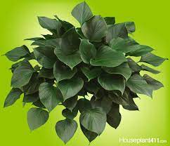 Pin On Plant Identification