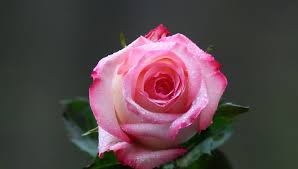 Image result for images of rose hd