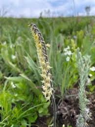 Image result for Holothrix nyasae