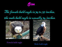 Maybe you would like to learn more about one of these? Bald Eagle