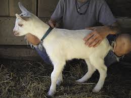 Newborn Goats And The First Days Of Life Off To A Good Start