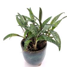 Image result for Ledebouria Unidentified sp. no6.