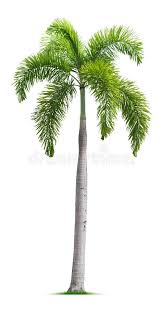 Foxtail Palm Tree Isolated On White Background Aff Tree Palm Foxtail Background White Ad Tree Photoshop Foxtail Palm Tree Shrubs For Landscaping