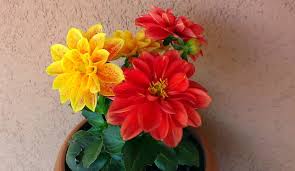 Welche Arten Von Blumen Wachsen Im Garten Arten Blumen Garten Wachsen Welche Arten Von Blumen Blumen Und Garten
