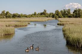 In essence, wetlands are ecotones. These Wetlands Helped Stop Flooding From Sandy Now A Bj S May Move In The New York Times