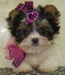 However, it is important to. Www Ohpuppylove Com Morkie Shorkie Maltipoo Breeder Puppies Puppy Dog Dogs Dog Breeds Morkie Fo Morkie Puppies For Sale Morkie Puppies Yorkie Puppy For Sale