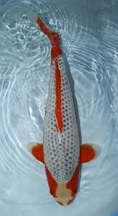 Asagi Koi For Sale Koi Fish Koi Fish Pond Koi Carp
