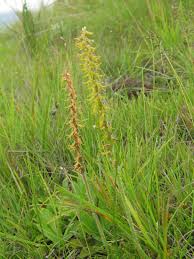 Image result for Holothrix villosa