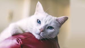 Similar to the white and black pool ball.; 15 Amazing Black Cat Names You Will Absolutely Love Purina