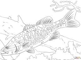 Guadalupe Bass Coloring Page Jpg Izobrazhenie Jpeg 2048 1536 Pikselov Fish Coloring Page Shark Coloring Pages Easy Coloring Pages