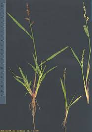 Image result for Echinochloa colona