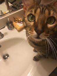 How to brush cats teeth reddit. My Cat Likes To Supervise While I Brush My Teeth Aww