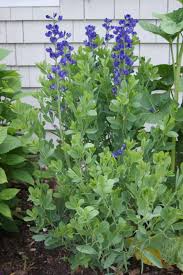 Image result for Baphia speciosa