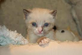 Cats And Kittens het 'n nuwe foto bygevoeg.